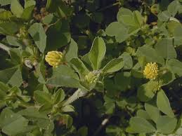 Attēlu rezultāti vaicājumam “Medicago lupulina”