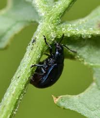 Attēlu rezultāti vaicājumam “Phaedon cochleariae”