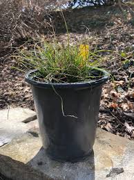 Attēlu rezultāti vaicājumam “Carex scandinavica”