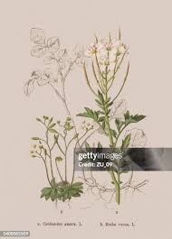 Attēlu rezultāti vaicājumam “Cardamine amara flower”