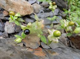 Attēlu rezultāti vaicājumam “Silene baccifera fruit”