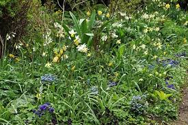 Attēlu rezultāti vaicājumam “Tulipa sylvestris fruit”