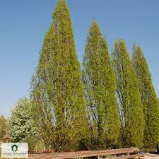 Attēlu rezultāti vaicājumam “Quercus robur Fastigiata”