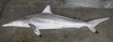 Image result for Carcharhinus brevipinna