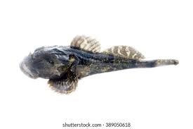 Image result for Myoxocephalus scorpius