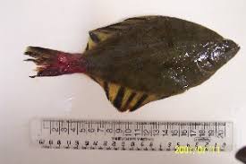 Image result for Liopsetta glacialis