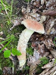 Attēlu rezultāti vaicājumam “Xerocomus subtomentosus”