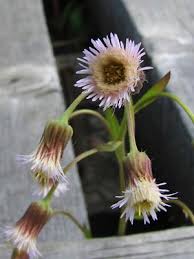 Attēlu rezultāti vaicājumam “Erigeron acris flower”