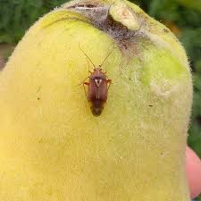 Attēlu rezultāti vaicājumam “Lygus nymph”