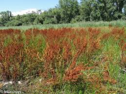 Attēlu rezultāti vaicājumam “Rumex maritimus fruit”