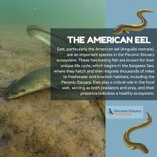 Image result for Anguilla rostrata