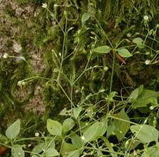 Attēlu rezultāti vaicājumam “Moehringia trinervia bud”