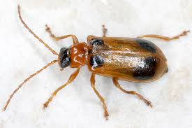 Attēlu rezultāti vaicājumam “Phyllobrotica quadrimaculata”