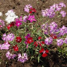 Image result for Dianthus superbus
