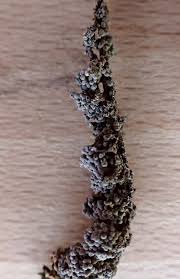 Attēlu rezultāti vaicājumam “Physarum cinereum”