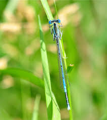Attēlu rezultāti vaicājumam “Platycnemis pennipes male”