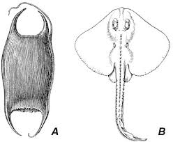 Image result for Rostroraja eglanteria