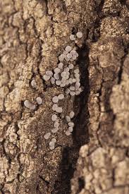 Attēlu rezultāti vaicājumam “Badhamia lilacina sessile”