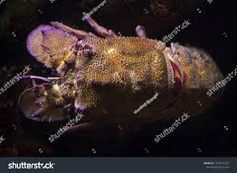 Image result for Scyllarides latus
