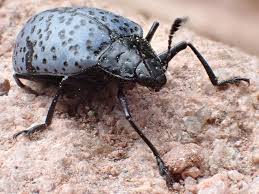 Attēlu rezultāti vaicājumam “Tetratomidae”