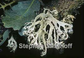 Attēlu rezultāti vaicājumam “Evernia prunastri”