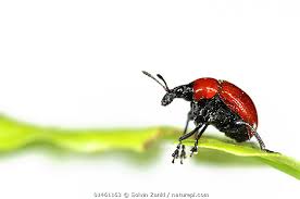 Attēlu rezultāti vaicājumam “Attelabus nitens”