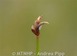 Attēlu rezultāti vaicājumam “Eleocharis quinqueflora flower”