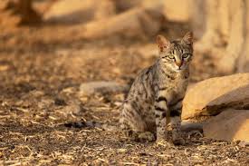 Attēlu rezultāti vaicājumam “Felis silvestris catus juvenile”