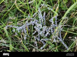 Attēlu rezultāti vaicājumam “Badhamia foliicola”
