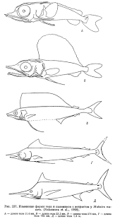 Image result for Makaira mazara