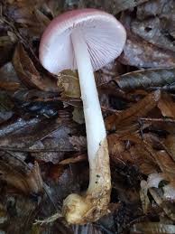 Attēlu rezultāti vaicājumam “Mycena belliarum”