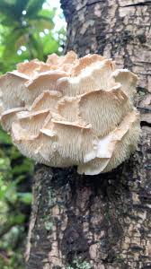 Attēlu rezultāti vaicājumam “Hericium cirrhatum”