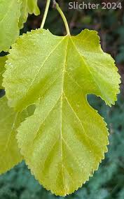 Attēlu rezultāti vaicājumam “Morus alba leaf”