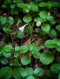 Attēlu rezultāti vaicājumam “Linnaea borealis leaf”