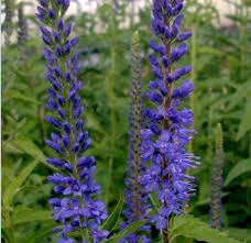 Attēlu rezultāti vaicājumam “Veronica spicata leaf”