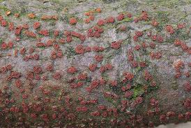 Attēlu rezultāti vaicājumam “Nectria cinnabarina”