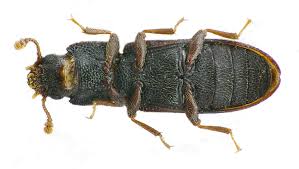 Attēlu rezultāti vaicājumam “Bitoma crenata”