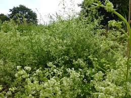 Attēlu rezultāti vaicājumam “Galium album flower”