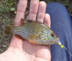 Image result for Lepomis cyanellus