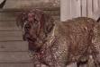 Horrorthon: CUJO