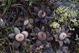 Attēlu rezultāti vaicājumam “Diderma ochraceum spores”