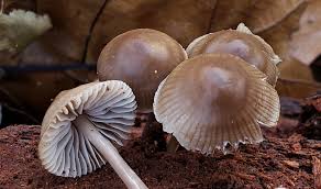 Attēlu rezultāti vaicājumam “Mycena belliarum”