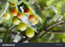 Attēlu rezultāti vaicājumam “Cynips quercusfolii”