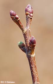 Attēlu rezultāti vaicājumam “Acer platanoides bud”
