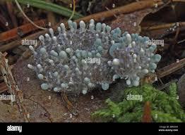 Attēlu rezultāti vaicājumam “Penicillium vulpinum”