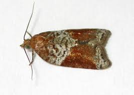 Attēlu rezultāti vaicājumam “Acleris laterana”