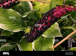 Attēlu rezultāti vaicājumam “Phytolacca acinosa fruit”