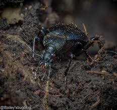 Attēlu rezultāti vaicājumam “Cychrus caraboides”