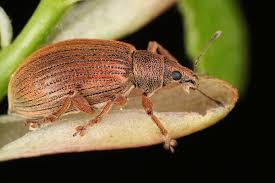 Attēlu rezultāti vaicājumam “Polydrusus mollis”