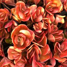 Attēlu rezultāti vaicājumam “Hippophae rhamnoides male flower”